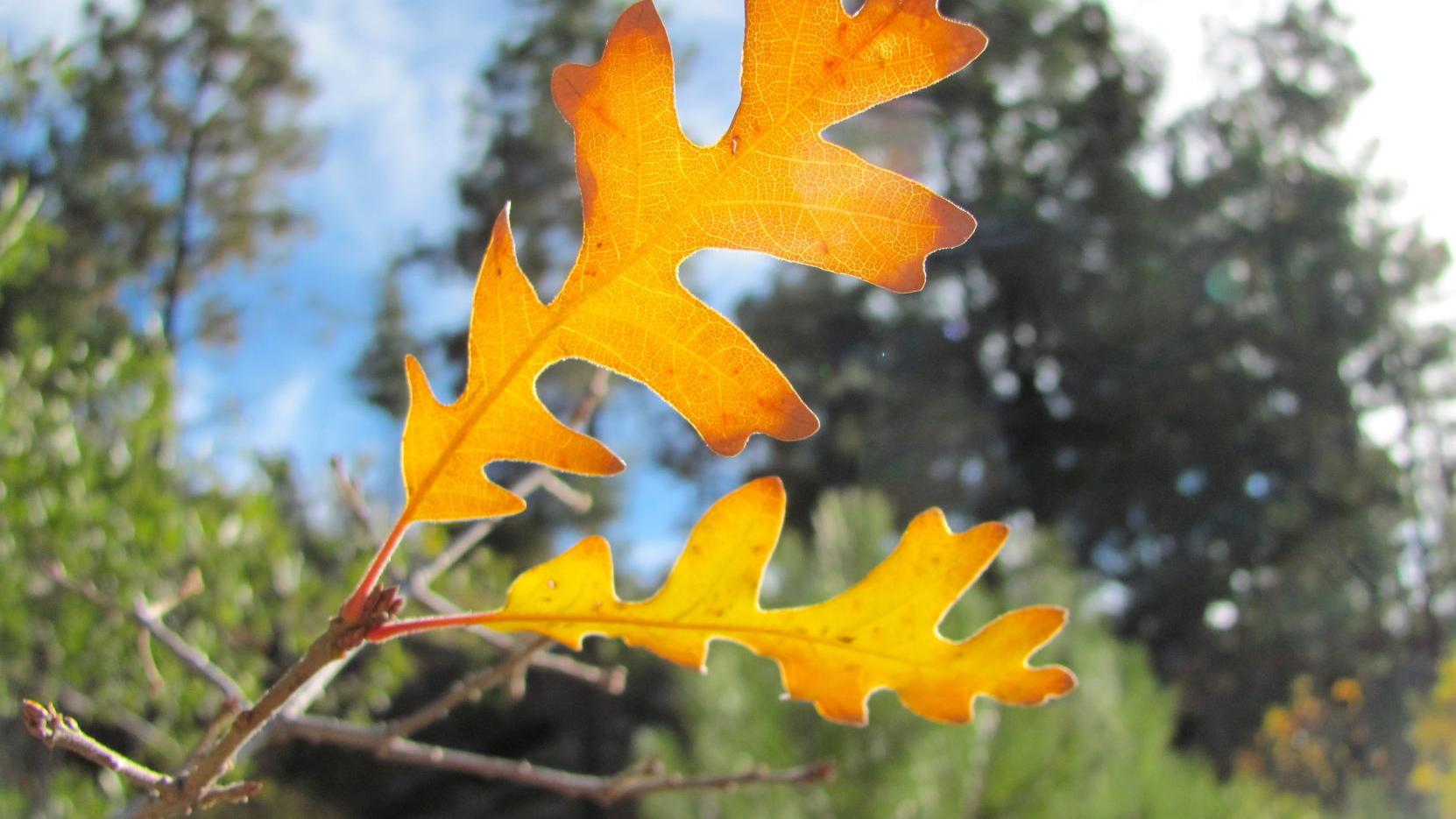 Tucson weather: Rain, freezing temps and fire conditions